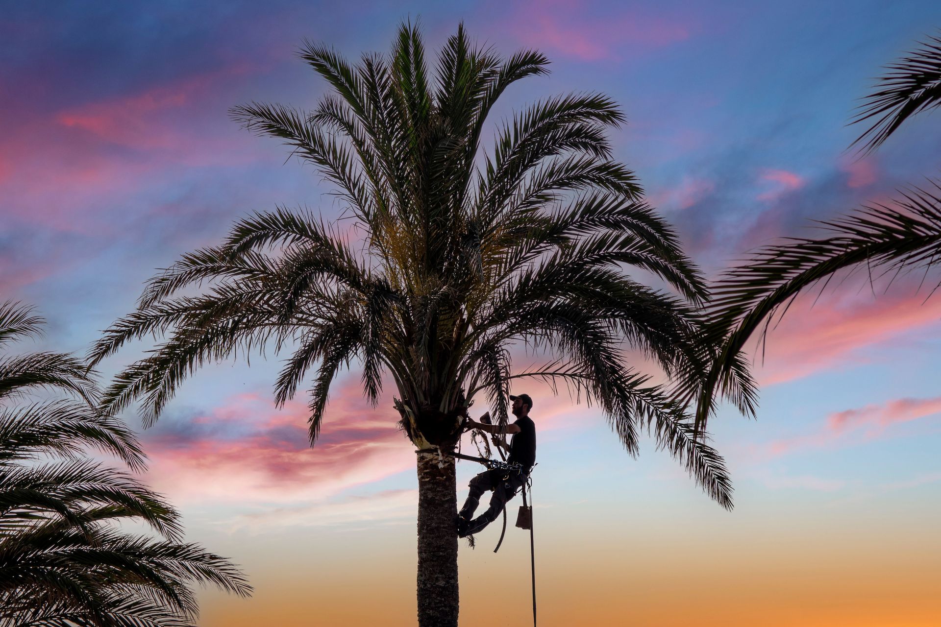 Silhouette of a person climbing a palm tree at sunset with a pink and blue sky