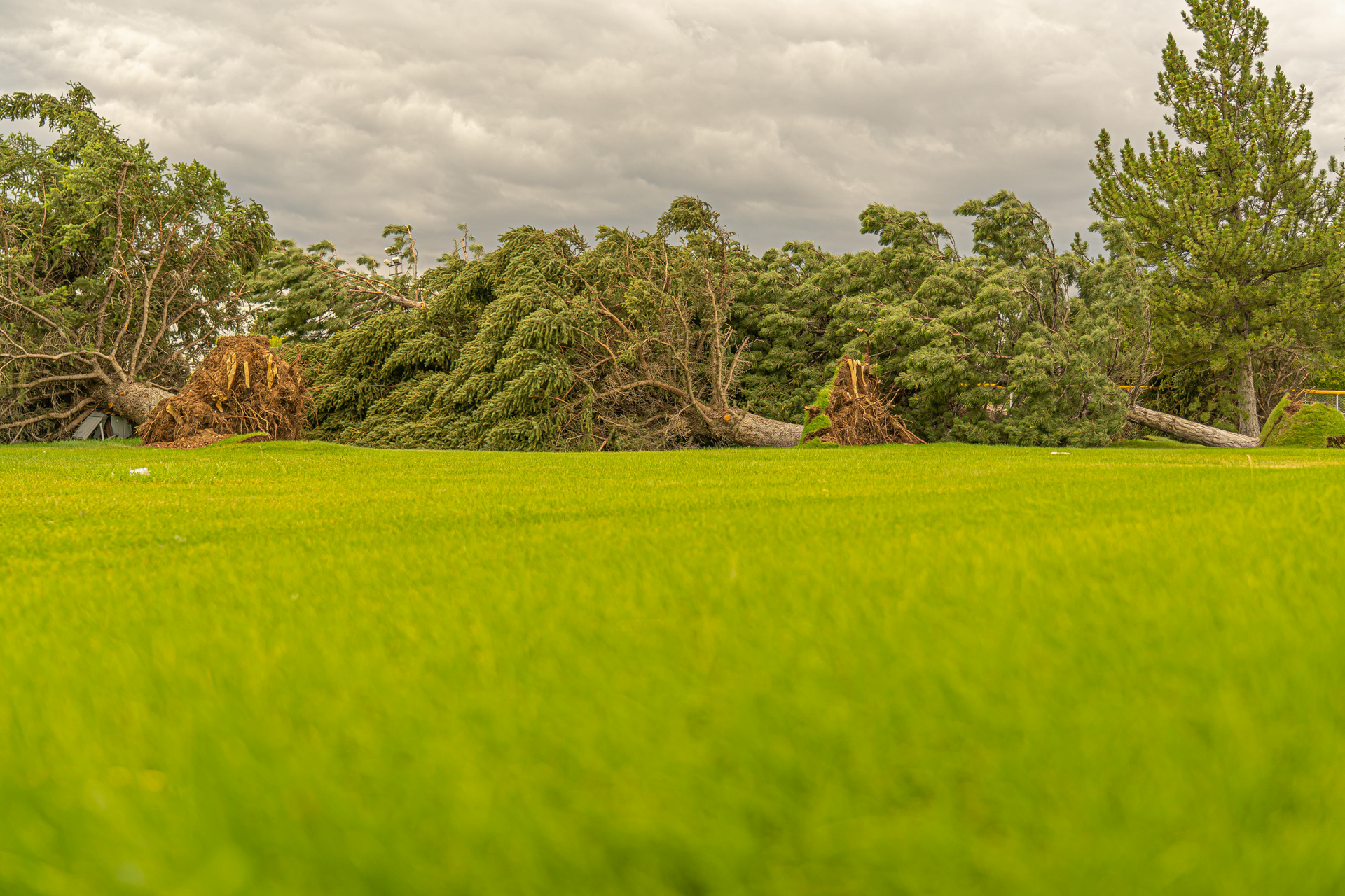 Lush green field with trees in the background under a cloudy sky