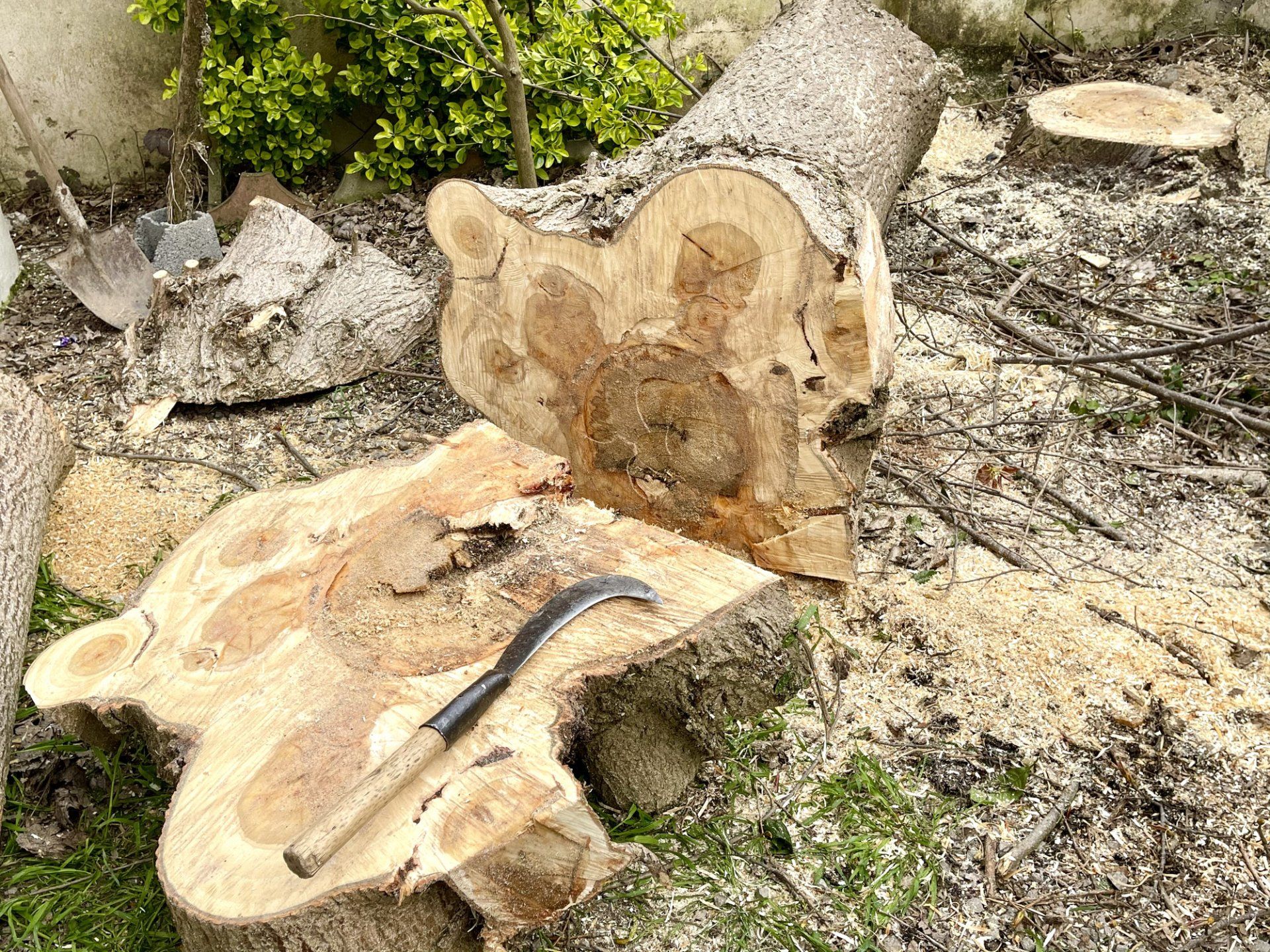 Cutting Big Tree — Palm Coast, FL – Against the Grain Tree Care LLC