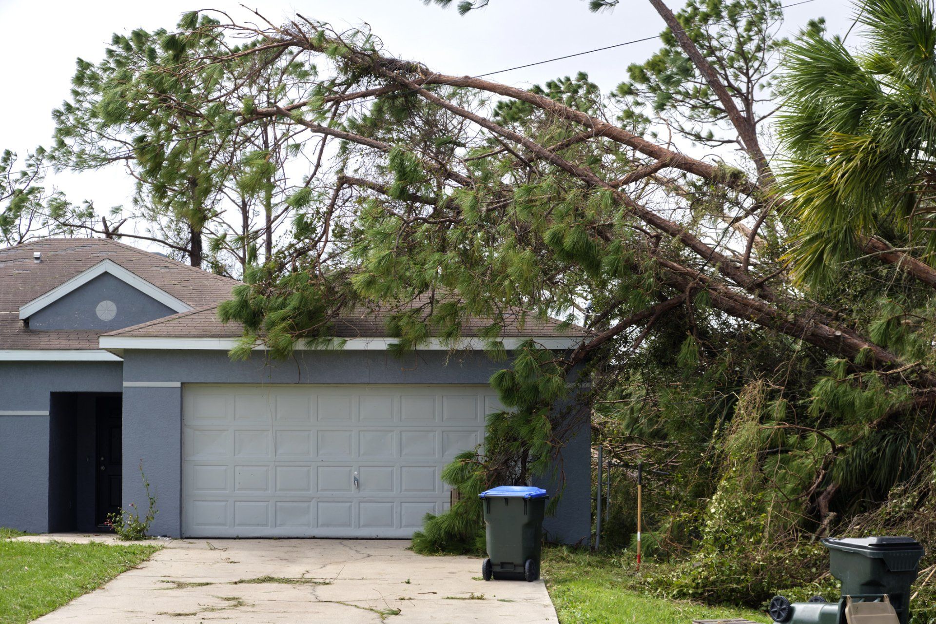 Fallen Down Big Tree On A House — Palm Coast, FL – Against the Grain Tree Care LLC