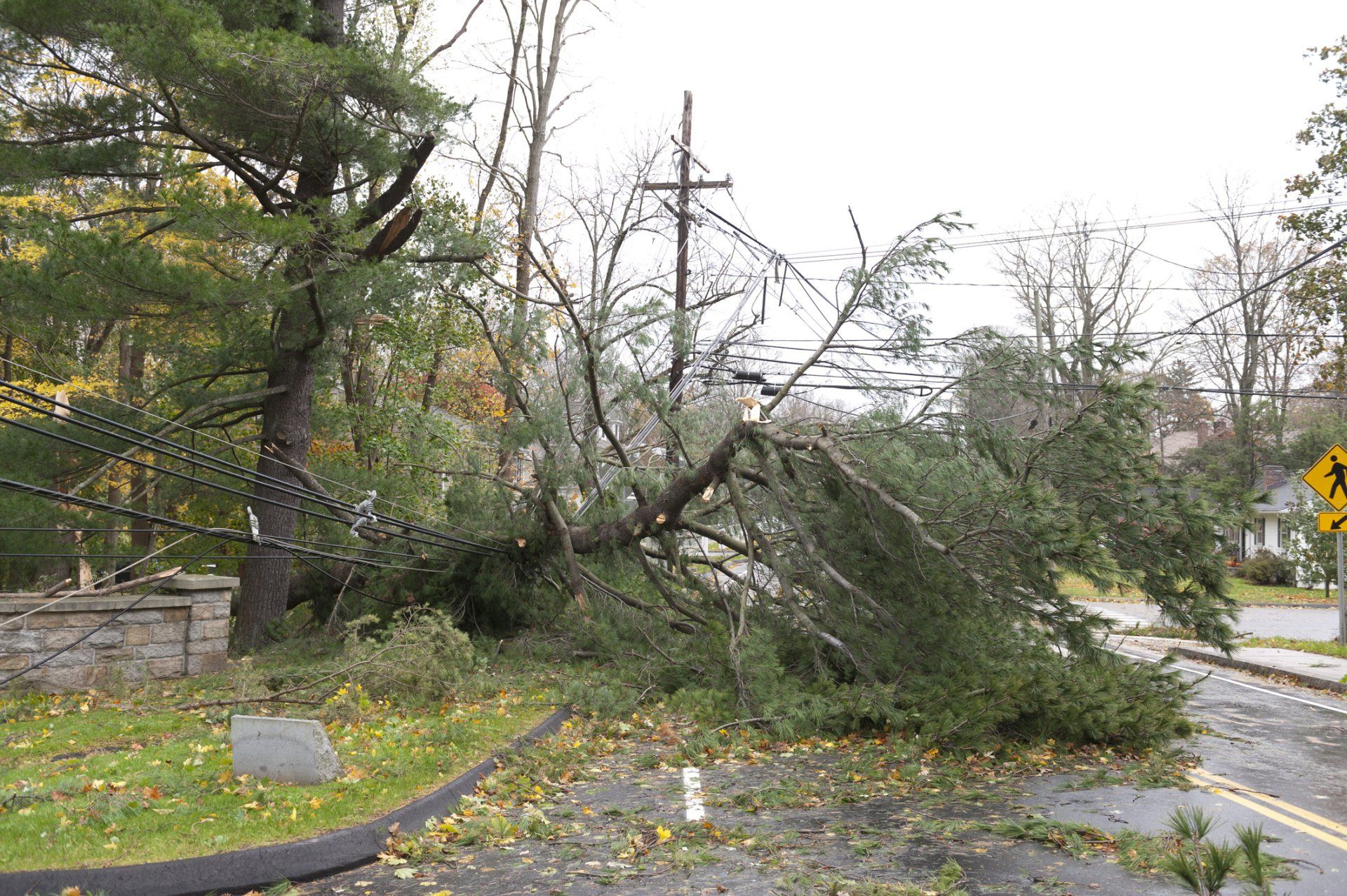 Crushed Power Line Caused By Fallen Tree — Palm Coast, FL – Against the Grain Tree Care LLC