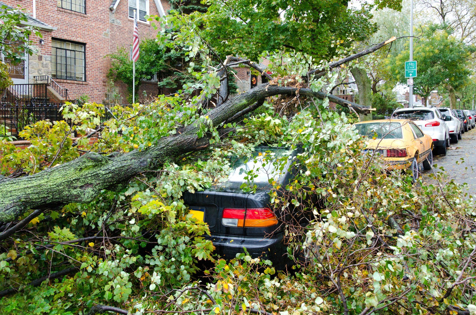 Car Destroyed By A Fallen Tree — Palm Coast, FL – Against the Grain Tree Care LLC