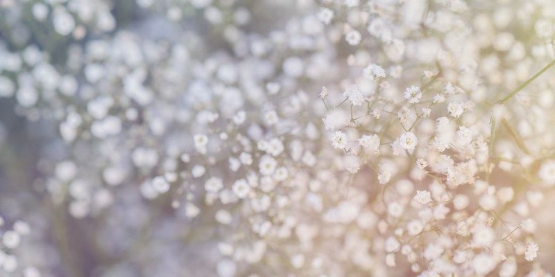 Soft-focus white blossoms with warm sunlight and a blurred bokeh background