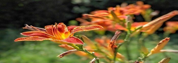 Orange daylilies blooming in a green garden, softly blurred background