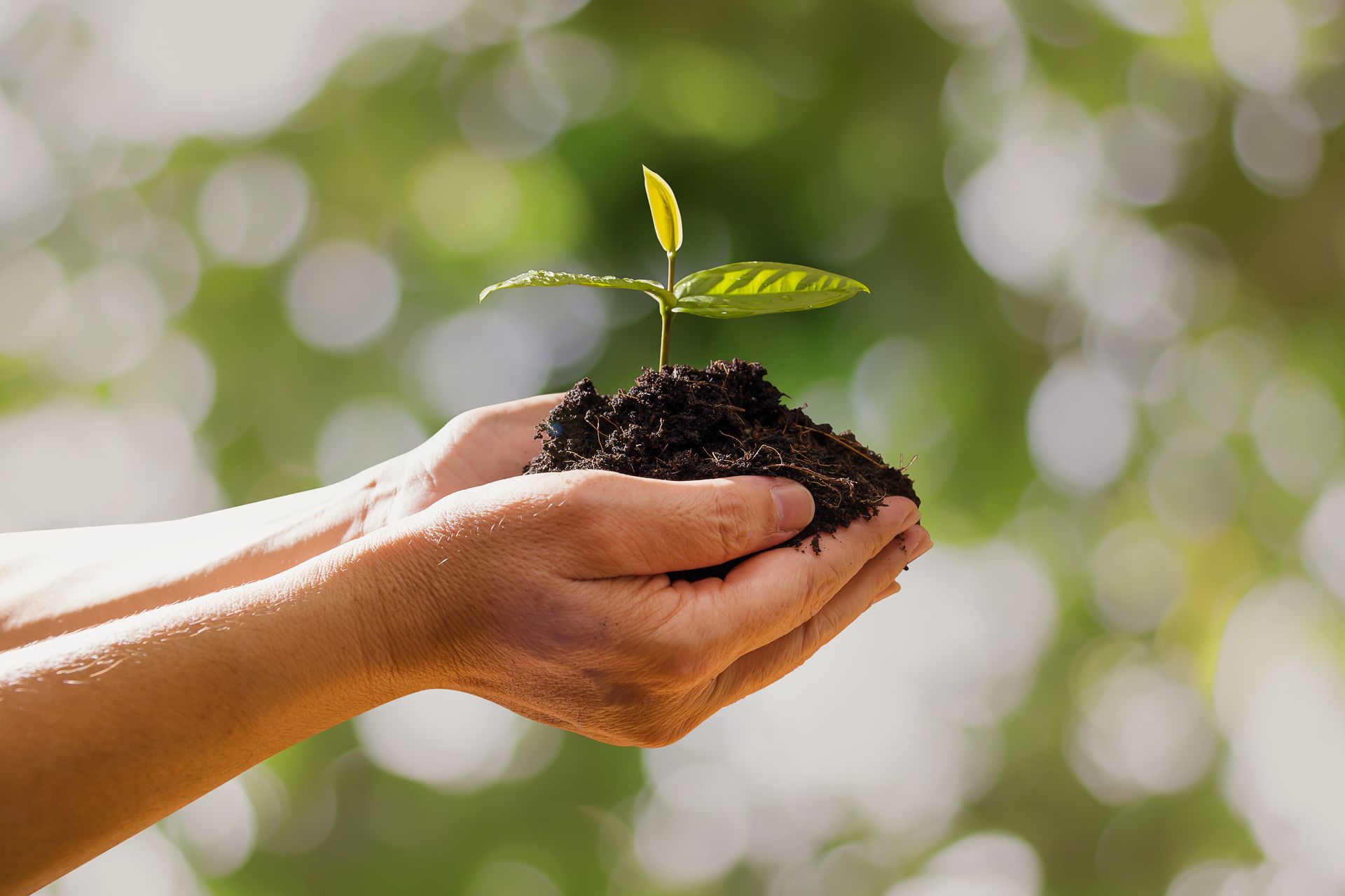 Hands holding soil with a small green seedling against a blurred sunny background