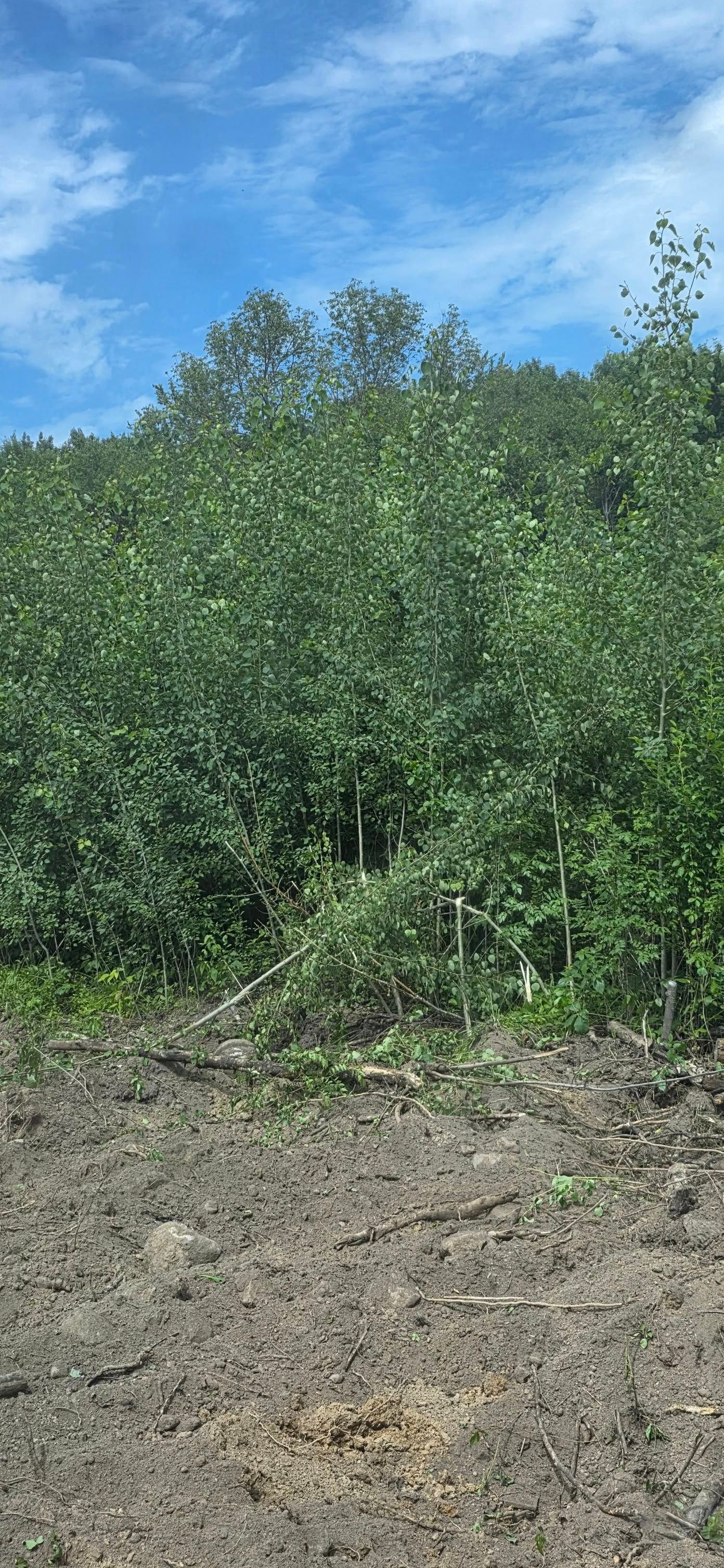 A dirt field foreground borders a dense, green forest under a bright blue sky with light clouds.