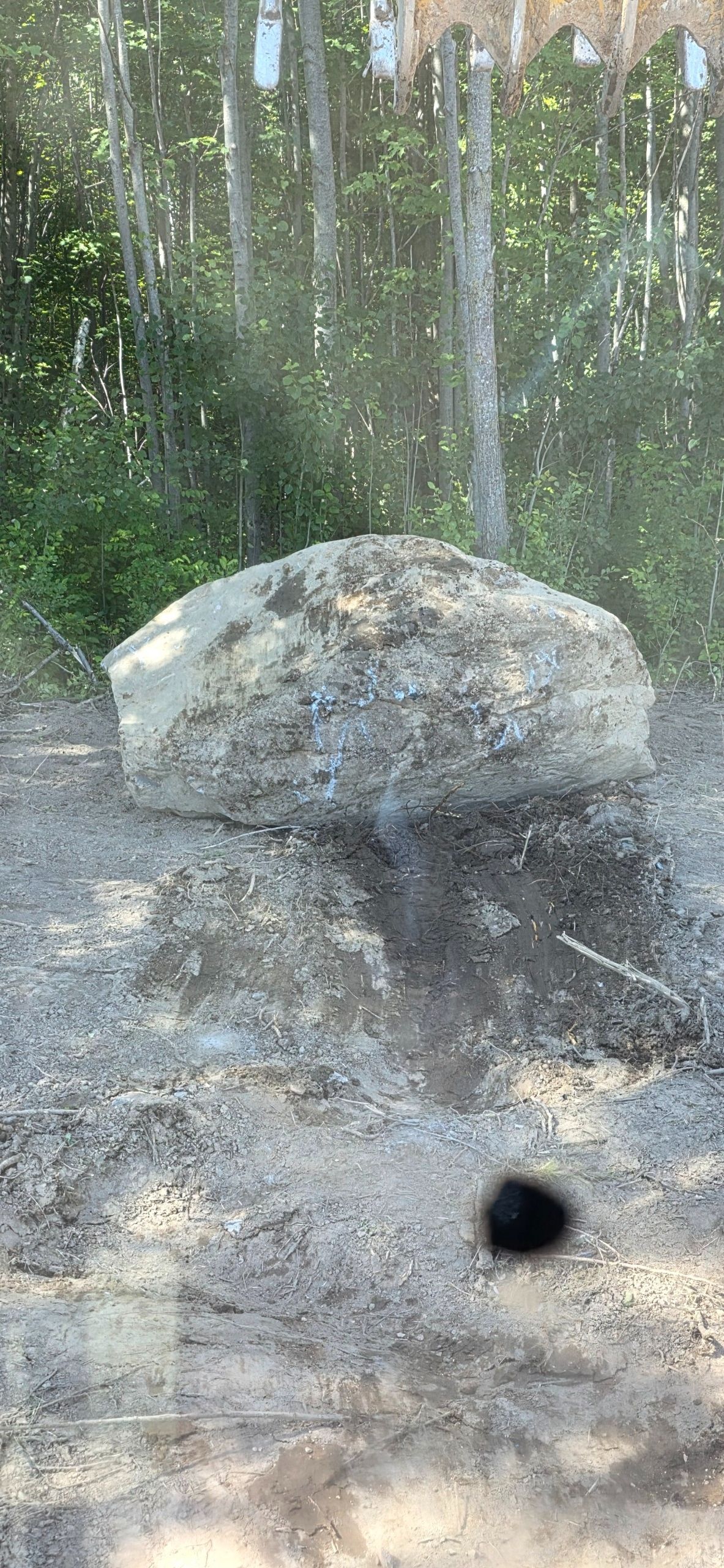 A large, mossy boulder sits in a clearing in front of a dense, sunlit forest.