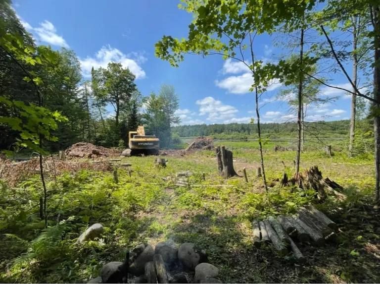 A yellow excavator works in a partially cleared forest with tree stumps, ferns, and scattered logs under a blue sky.