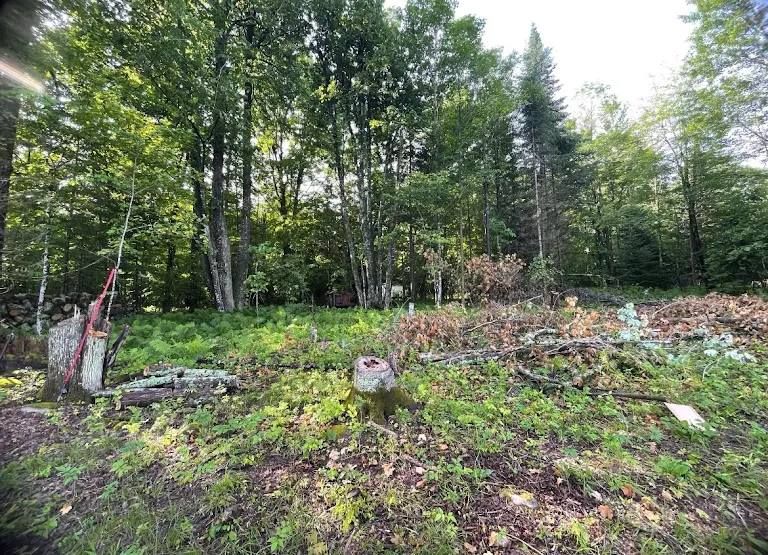 A cleared forest clearing with tree stumps, fallen brush, and dense green trees in the background under daylight.