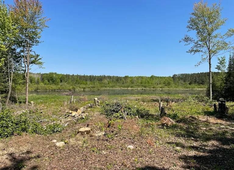 A sunny, rural landscape featuring a cleared area in the foreground with tree stumps leading to a pond and dense woods.