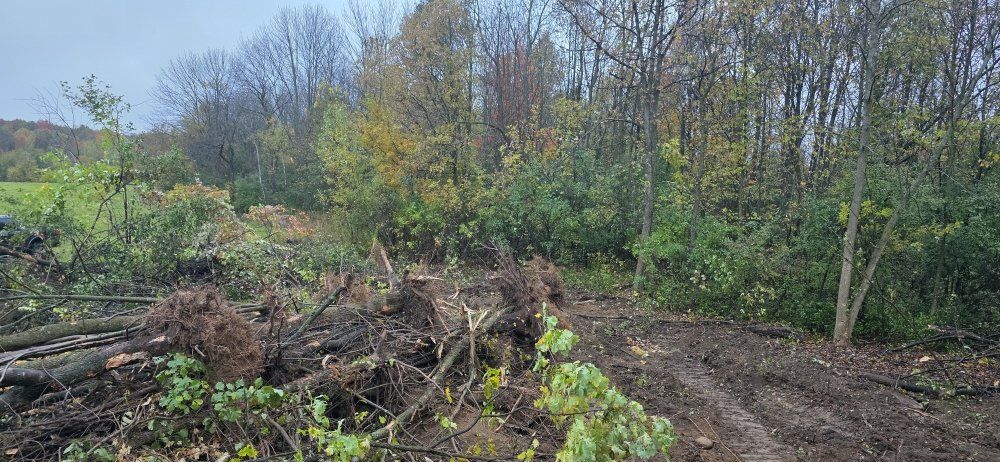 A clearing in a wooded area with piles of freshly cut brush and tree stumps on dark, churned soil.