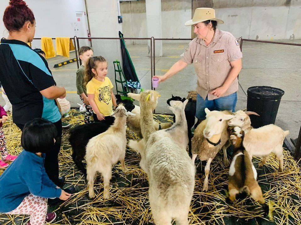 A person in a hat feeds a group of goats and an alpaca in a pen while children look on.