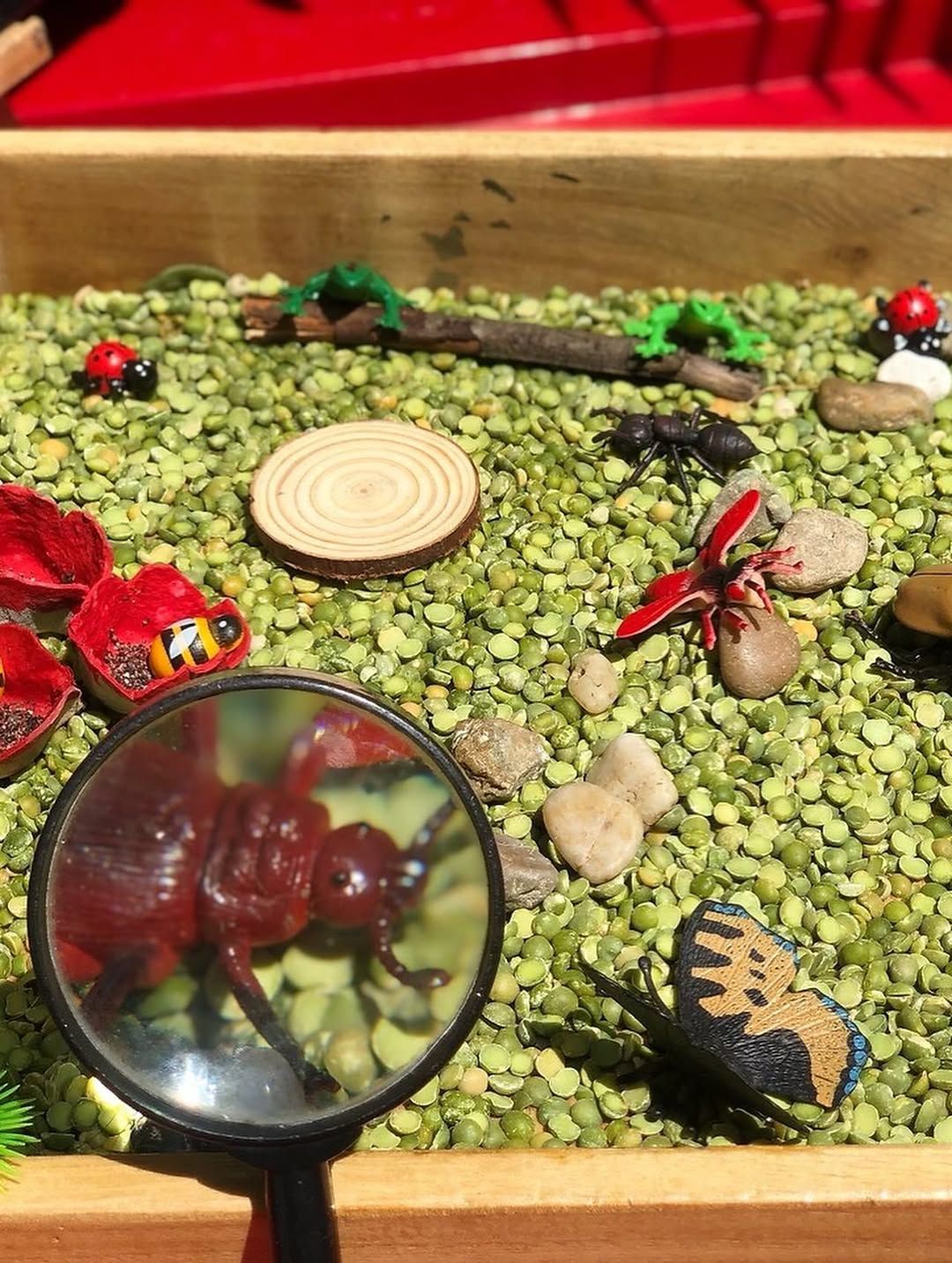 A wooden tray filled with dried peas contains toy insects, rocks, a magnifying glass, and small decorative items.
