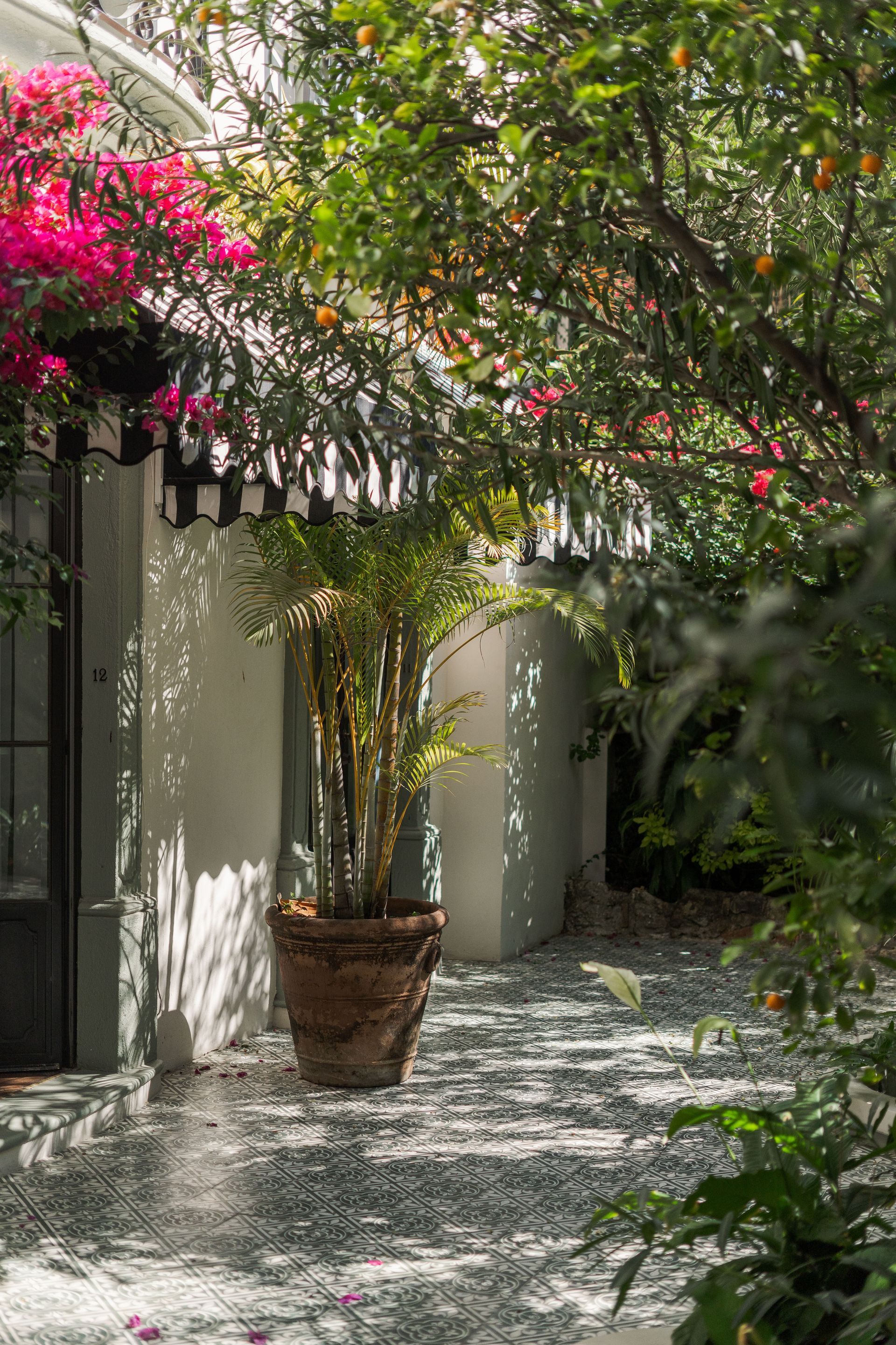 Patio con árbol en maceta, pared blanca y buganvillas de color rosa brillante bañadas por la luz del sol tamizada.