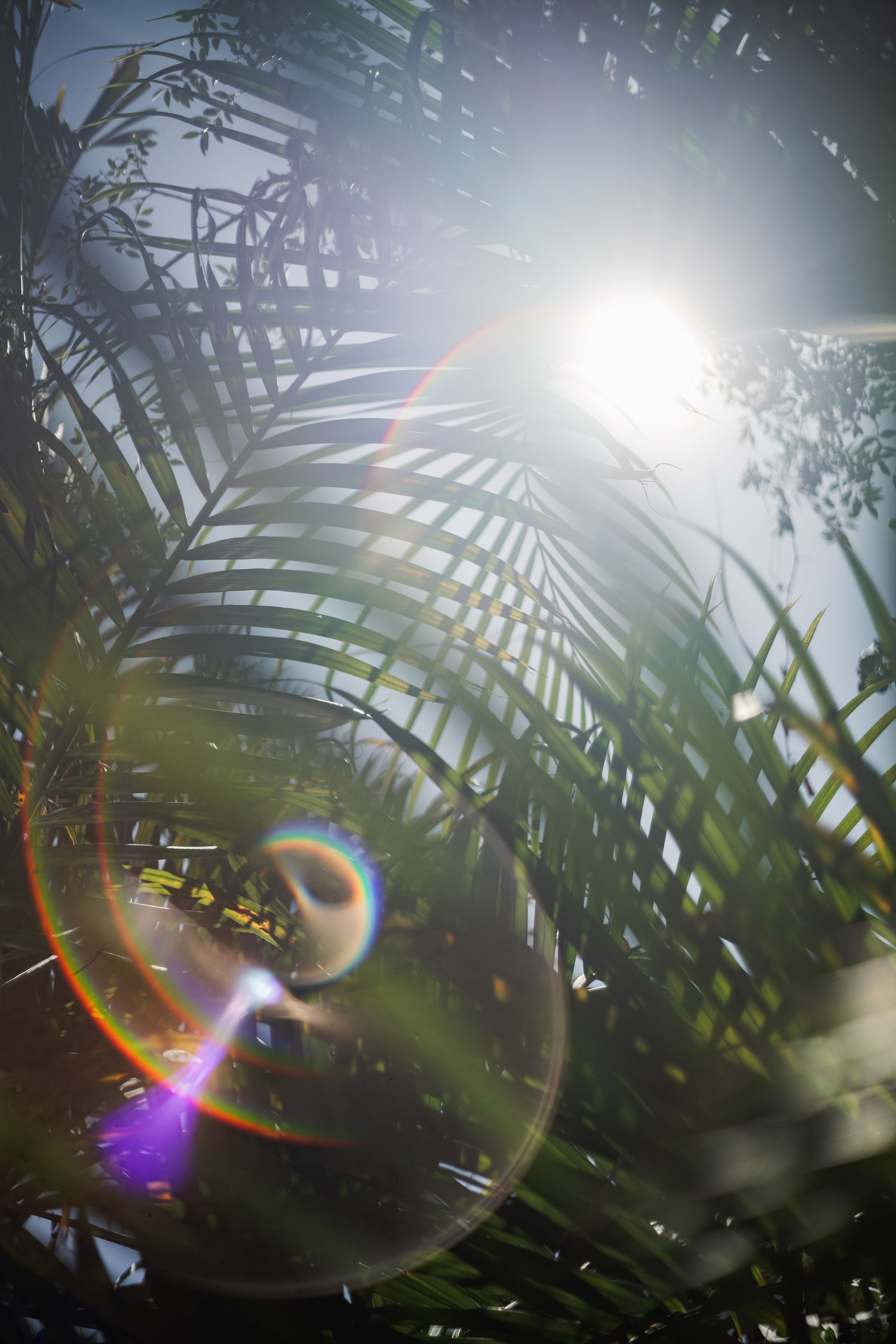 Luz solar que se filtra entre las hojas de las palmeras con destellos de lente y cielo brillante.