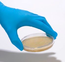 A person wearing blue gloves is holding a petri dish