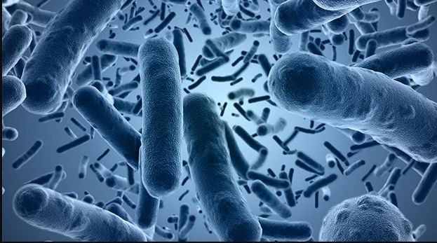 A close up of a group of bacteria under a microscope.