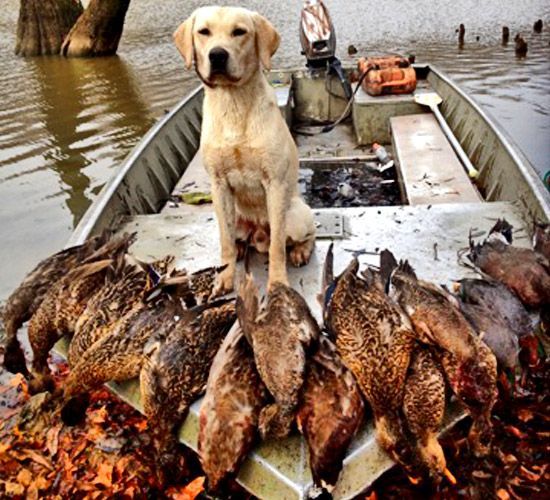 Dog on a boat surrounded by piles of fish in a river.