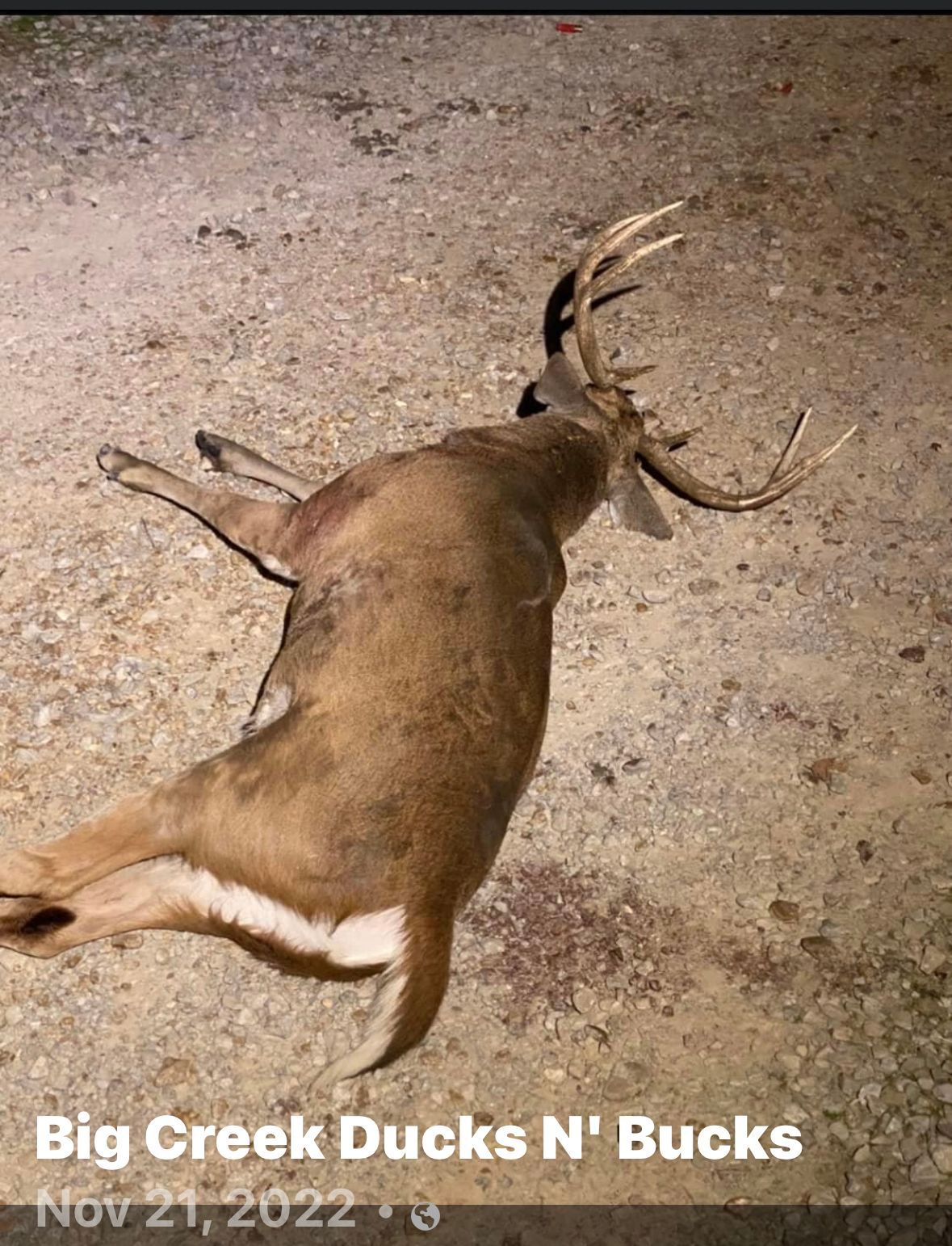 Dead buck lying on sandy ground at night, with antlers visible.