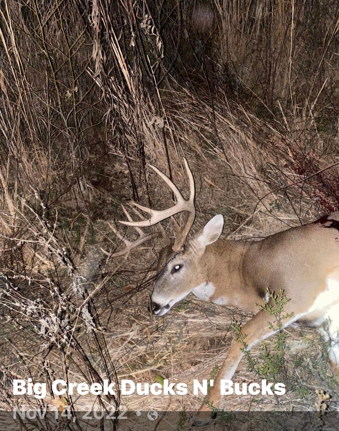 Buck deer standing in brush at night, with antlers visible and Big Creek Ducks N' Bucks text overlay.