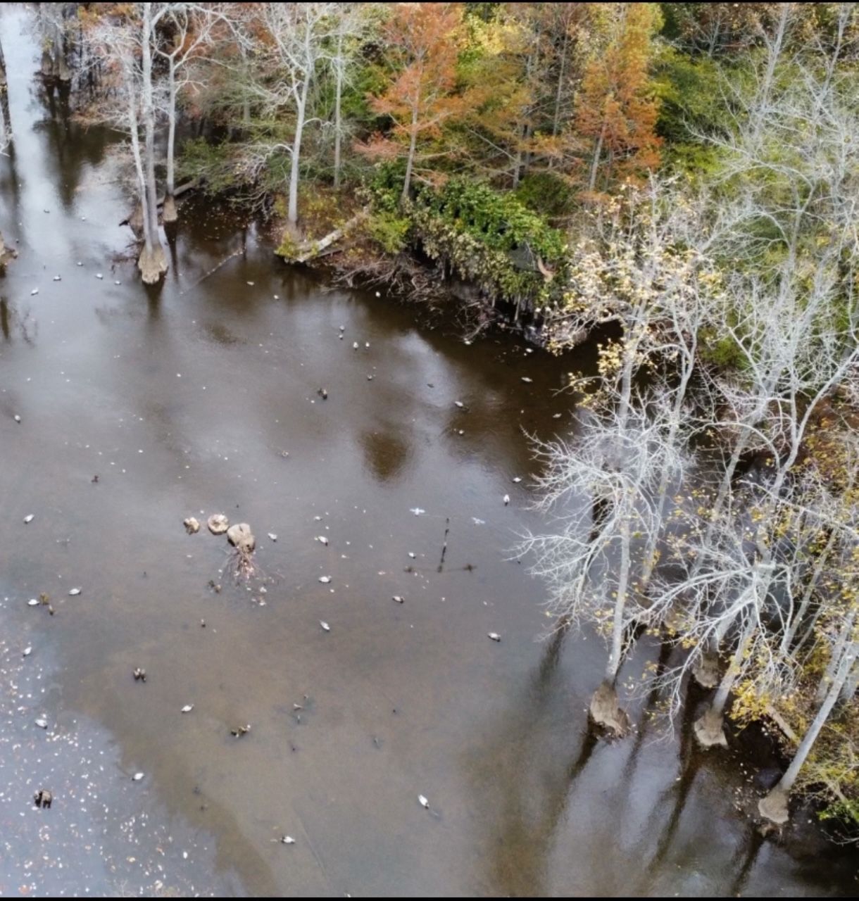 Aerial view of a muddy river beside autumn trees and bare branches