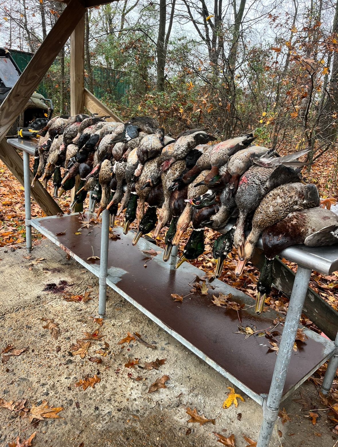 Row of roasted hogs on a metal spit over a drip tray outdoors in a wooded area