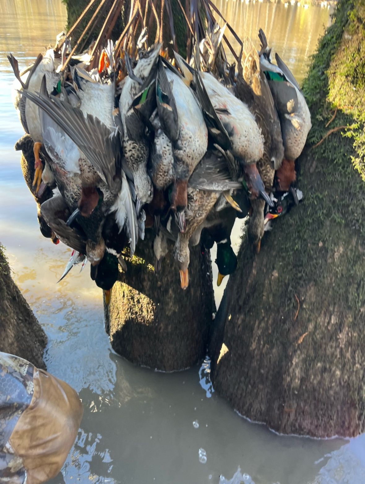 Dozens of fish hanging from ropes above muddy water near wooden stakes