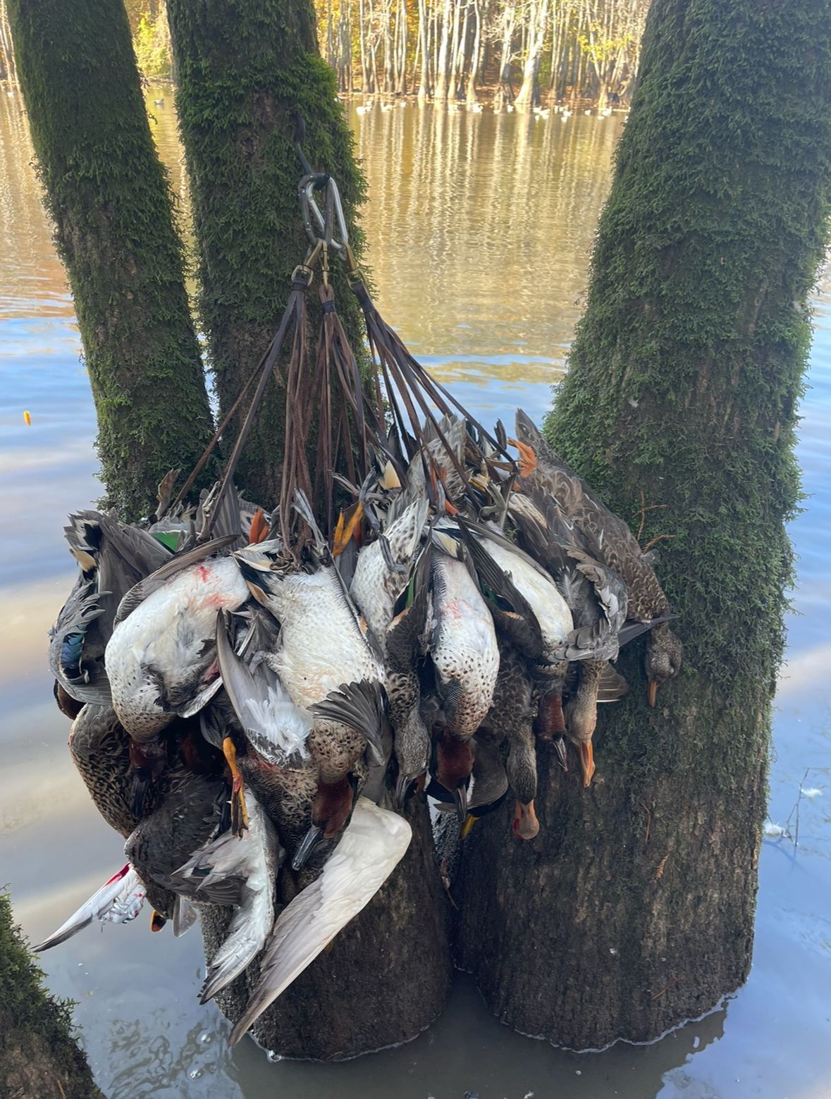 Several dead fish hang by their tails from a post beside a tree in shallow water.