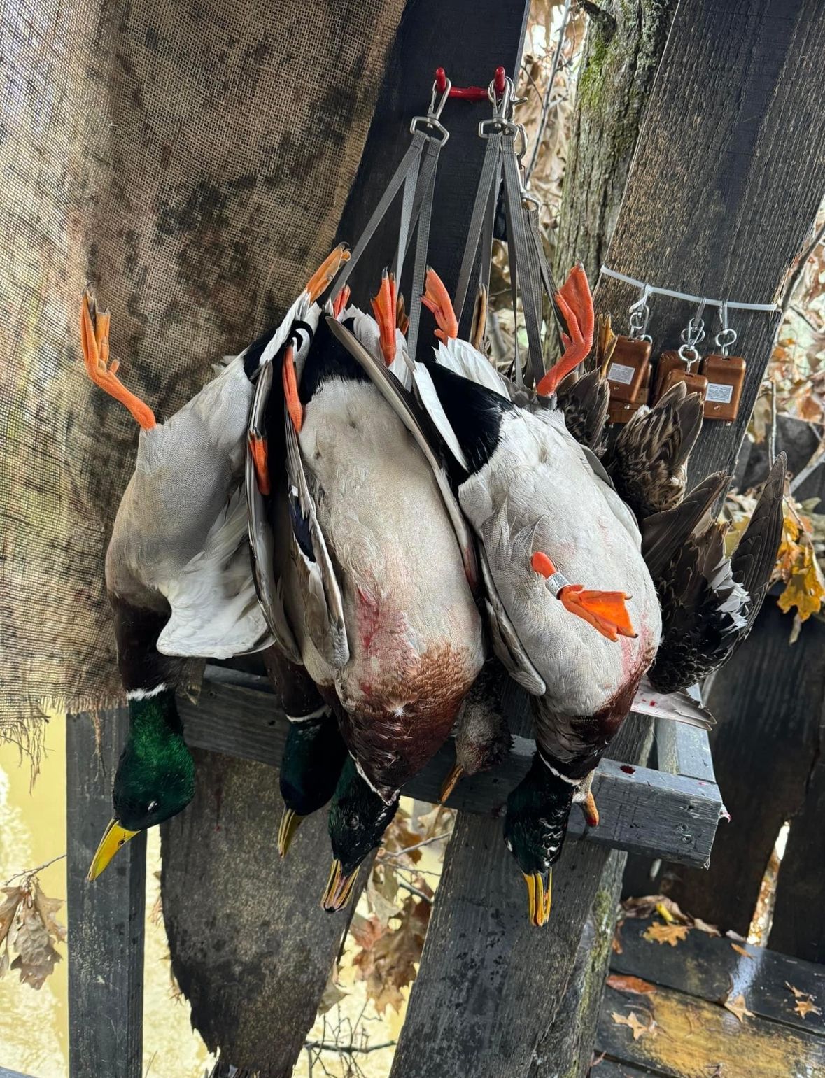 Hanging fish on hooks in a market stall, with gray and orange bodies against a netted background