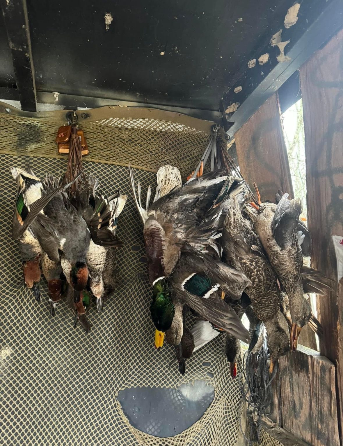 Many dead ducks hanging in a metal game-processing room