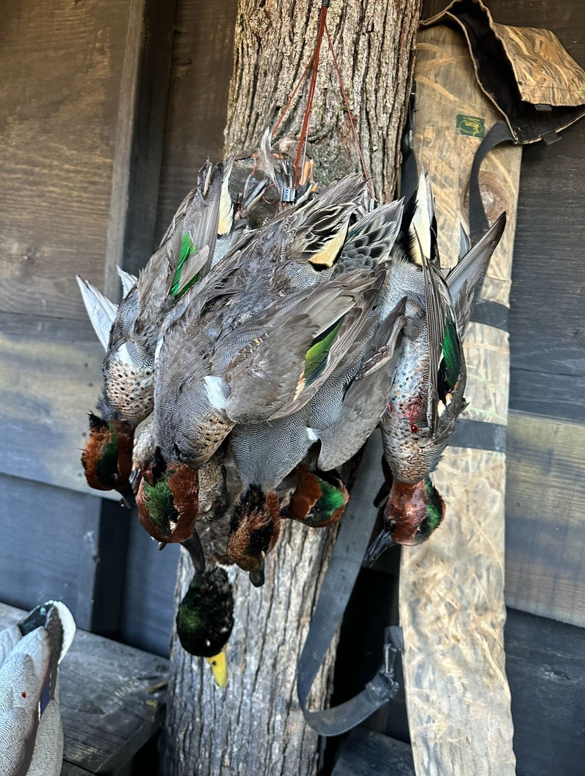 Three hanging ducks in a wooden shed, with feathers and green-wing patches visible.