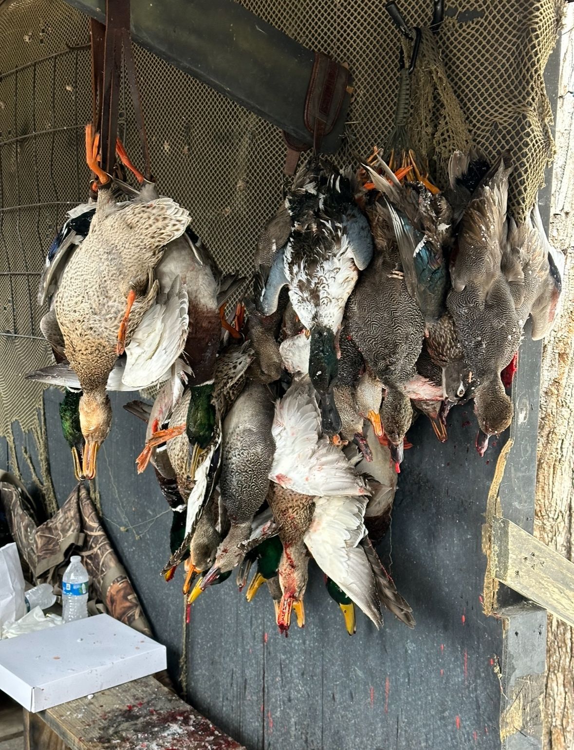 A row of hanging dead ducks on a mesh wall, with orange feet visible in a rustic outdoor setting.