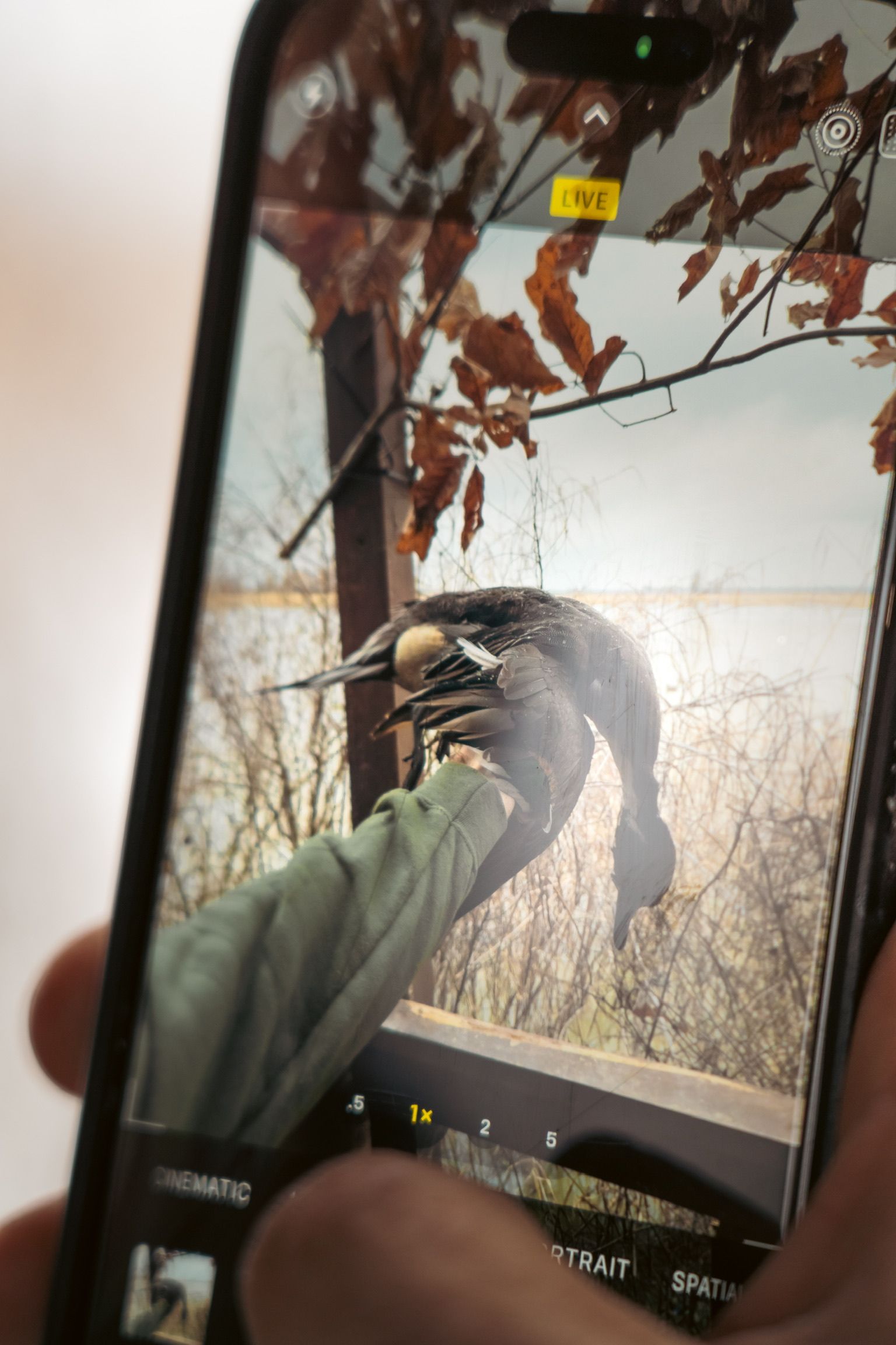 Hand in green sleeve touching a bird on a smartphone screen outdoors among branches and dry leaves