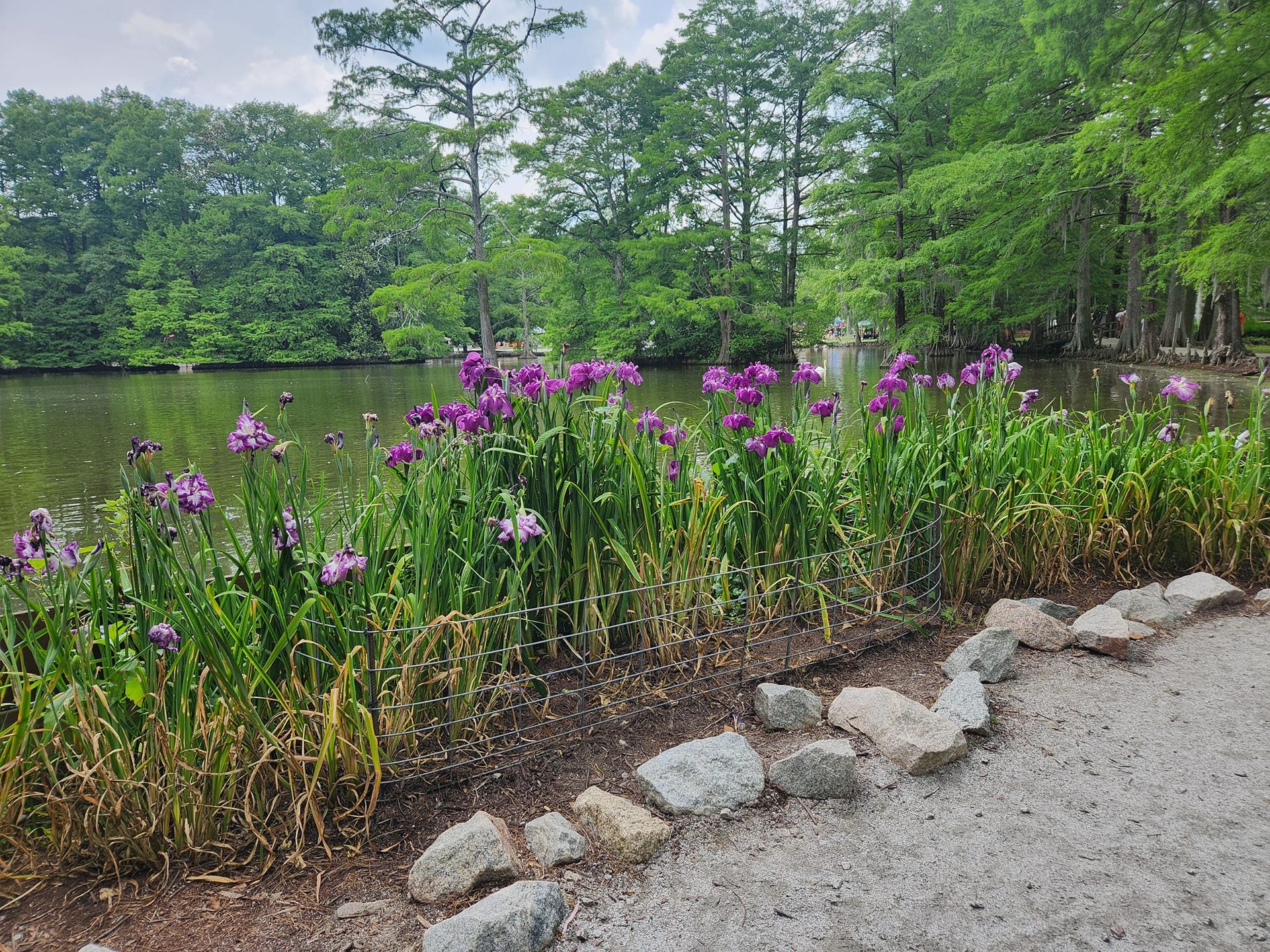 Purple irises bloom along a lake's edge, bordered by a rock path and trees under a cloudy sky.