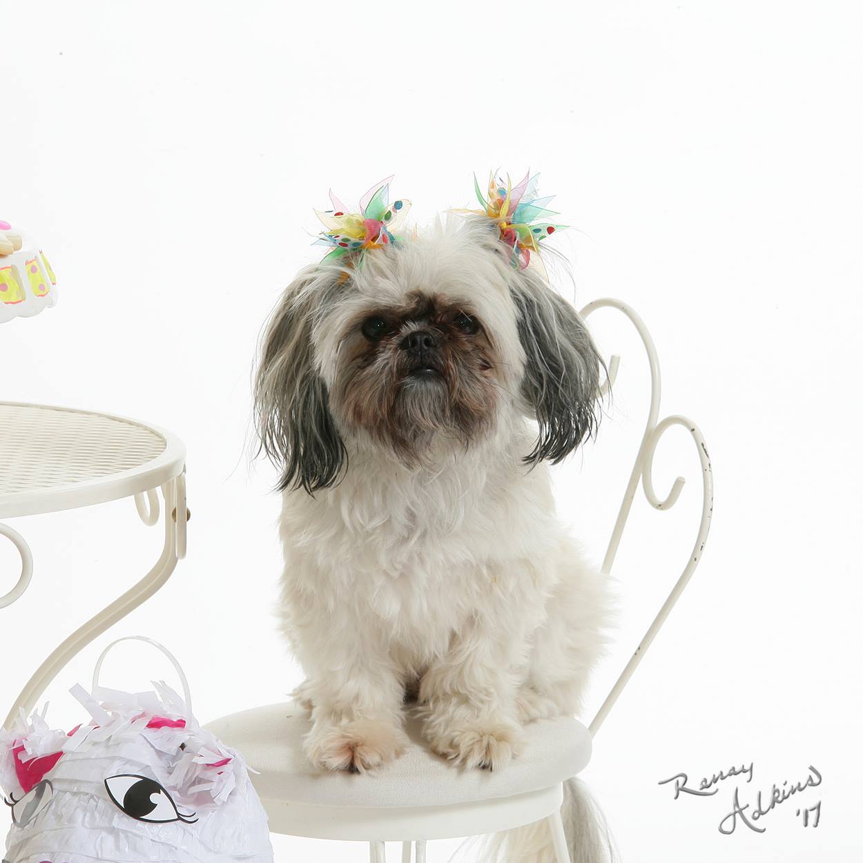 professional picture of a puppy