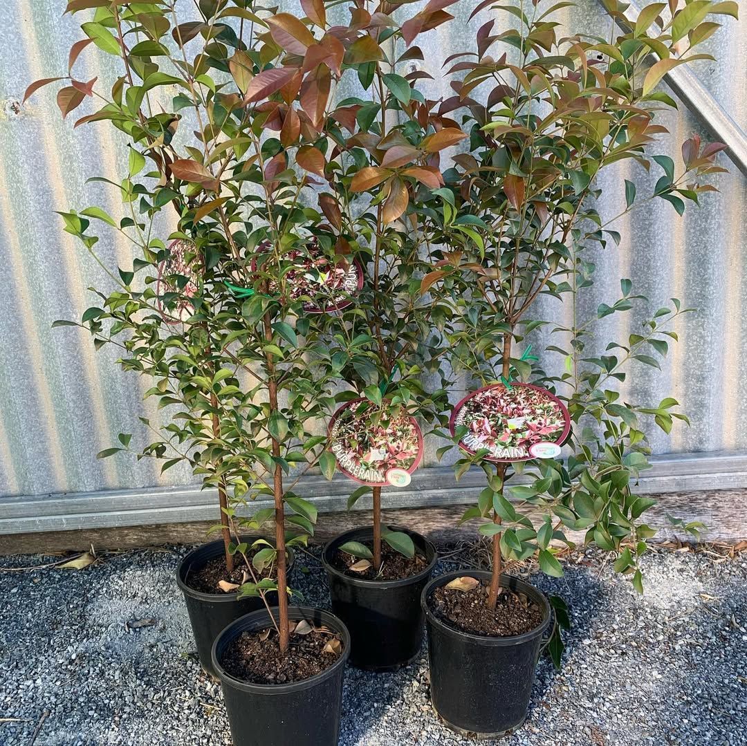 Four Potted Shrubs With Green and Reddish-bronze Leaves — Sunny Ridge Nursery in Fairy Bower, QLD