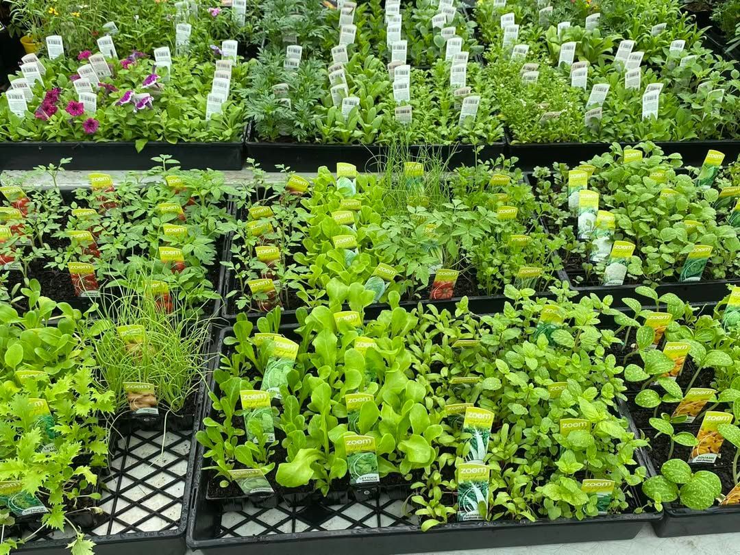 Rows of Small Potted Plants and Herbs With Tags in Black Plastic Trays — Sunny Ridge Nursery in Fairy Bower, QLD.