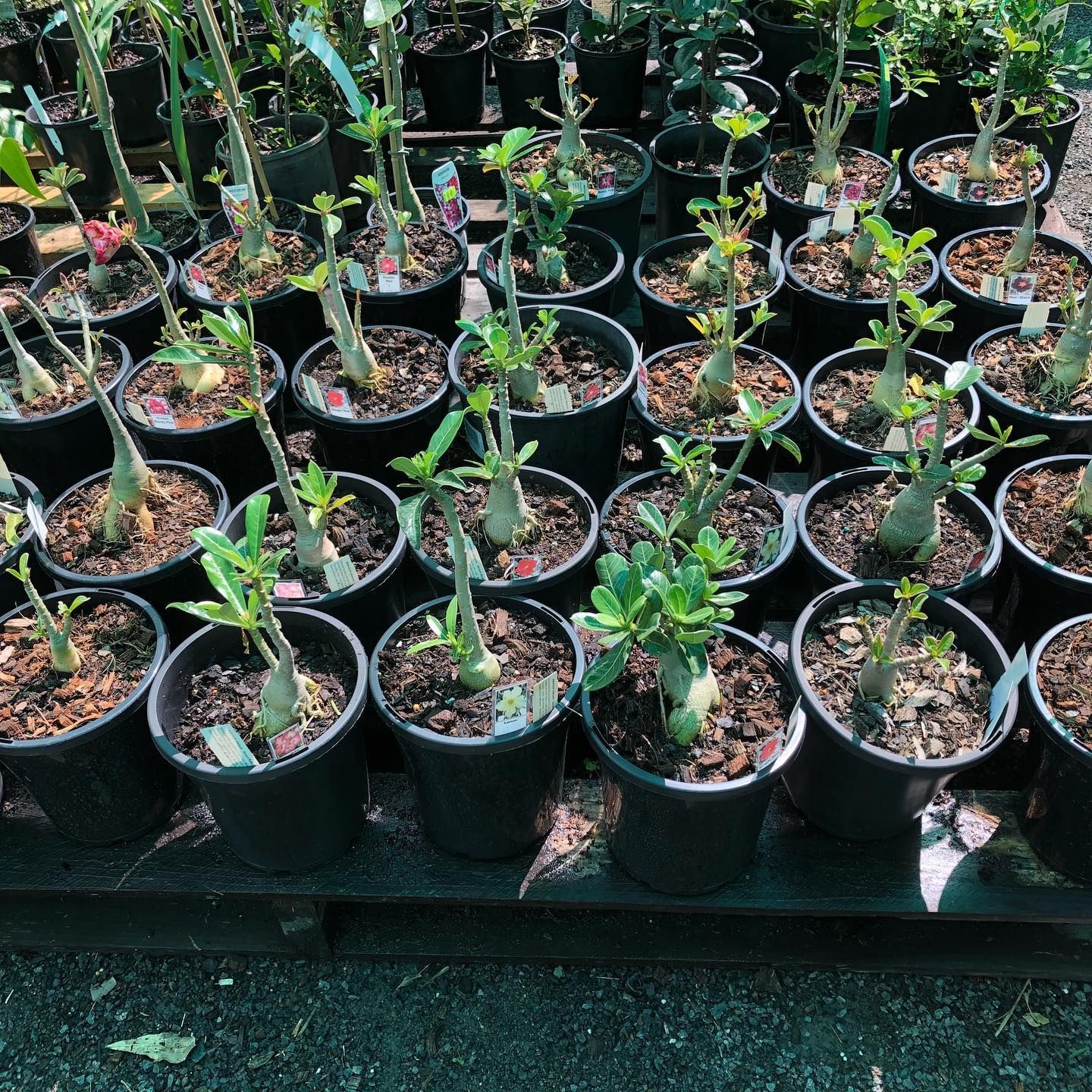 Rows of Adenium Desert Rose Plants in Plastic Pots Arranged on a Nursery Bench — Sunny Ridge Nursery in Fairy Bower, QLD