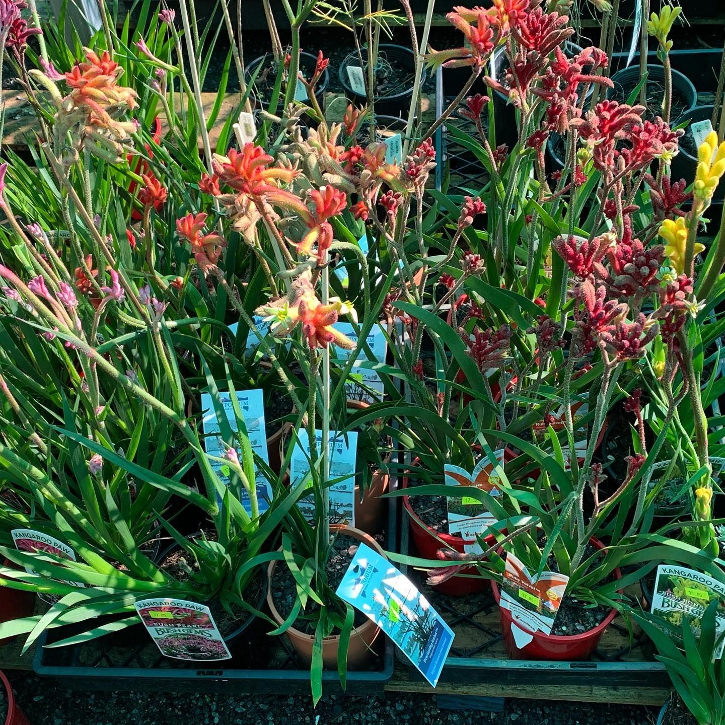 Potted Kangaroo Paw Plants With Vibrant Orange and Red Tubular Flowers — Sunny Ridge Nursery in Fairy Bower, QLD
