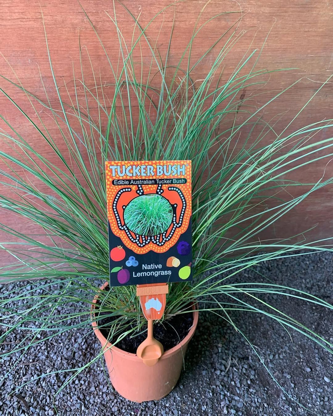 A Potted Tussock Grass Plant With a Colourful Informational Sign — Sunny Ridge Nursery in Fairy Bower, QLD