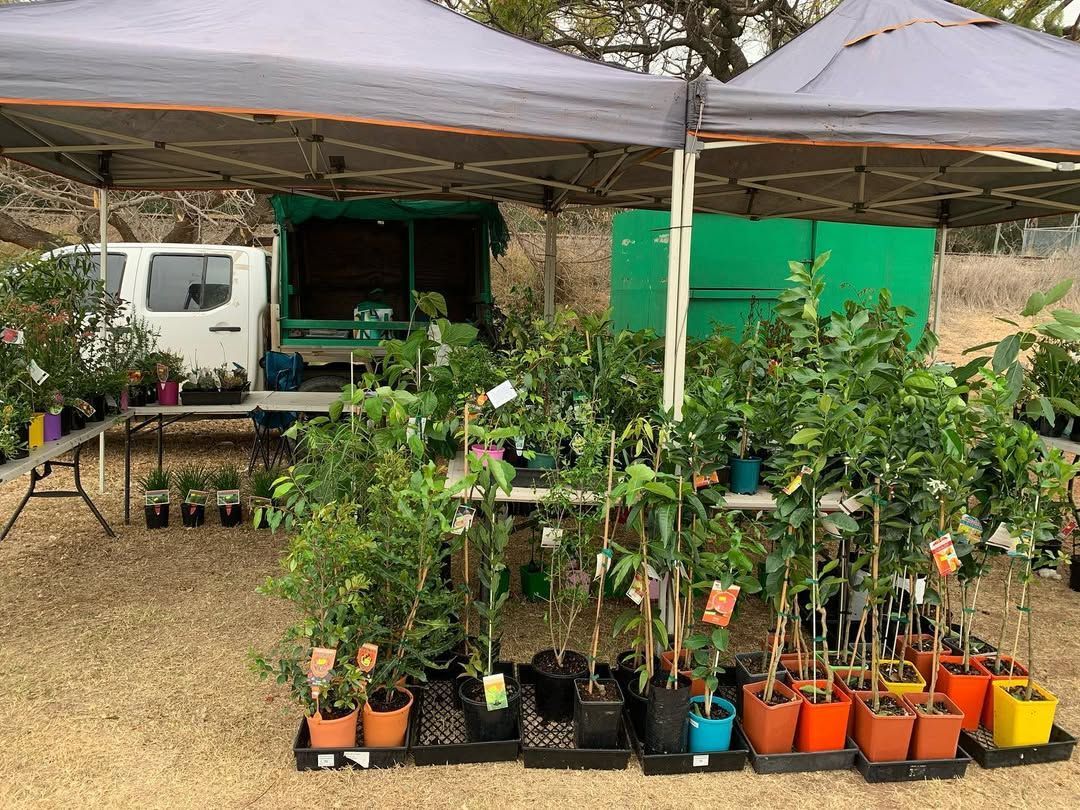 A Pop-up Plant Nursery Stall Under Two Tents Featuring Rows of Potted Fruit Trees — Sunny Ridge Nursery in Fairy Bower, QLD