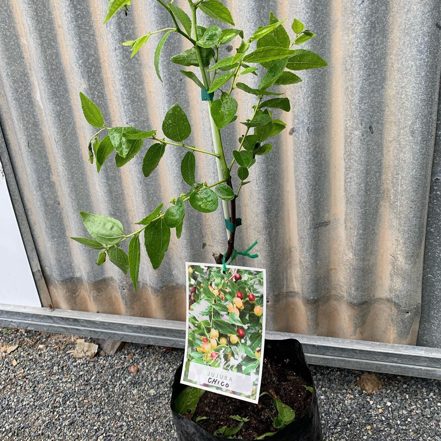 A Young Potted Plant With Vibrant Green Leaves and a Product Tag — Sunny Ridge Nursery in Fairy Bower, QLD