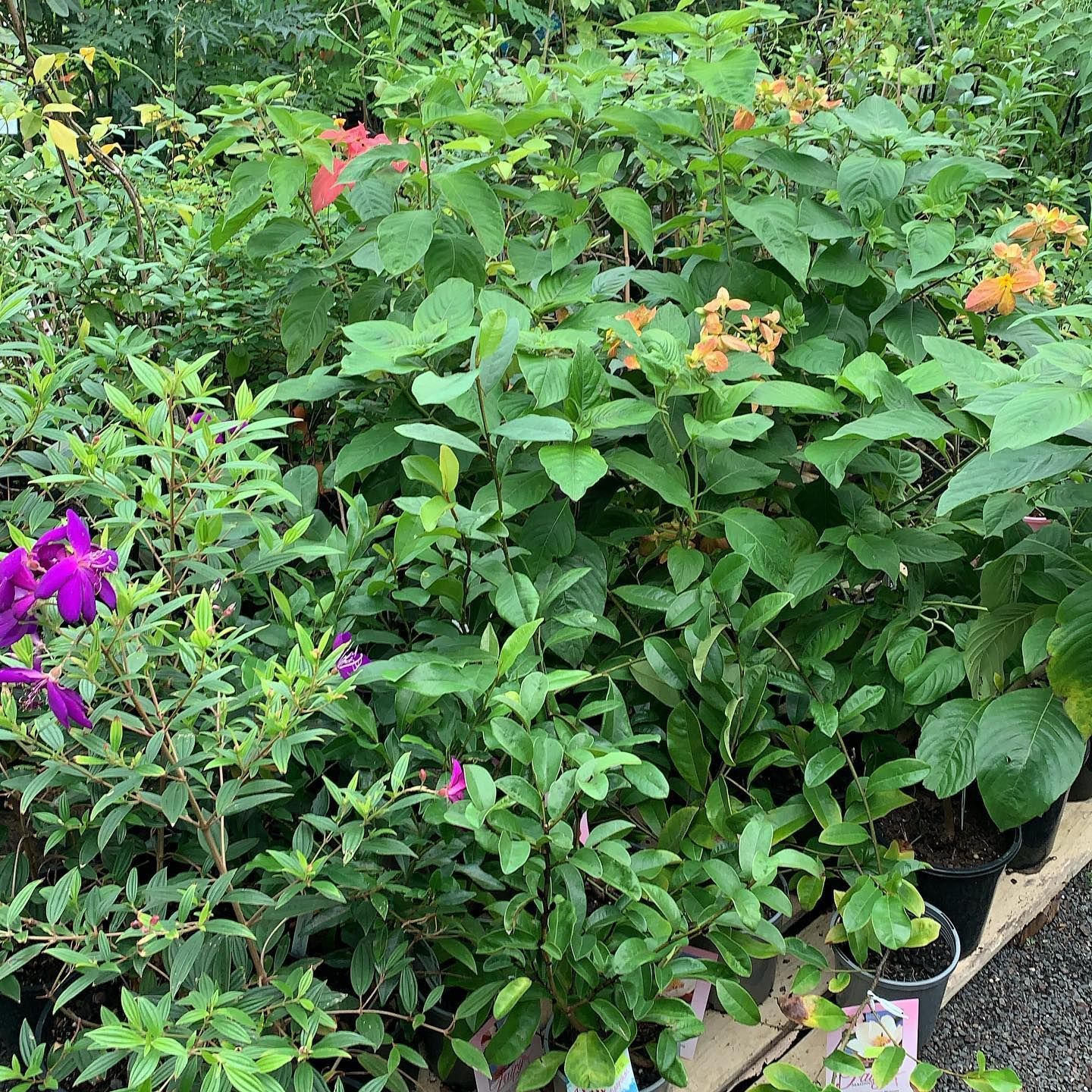 A Collection of Potted Shrubs and Flowering Plants — Sunny Ridge Nursery in Fairy Bower, QLD