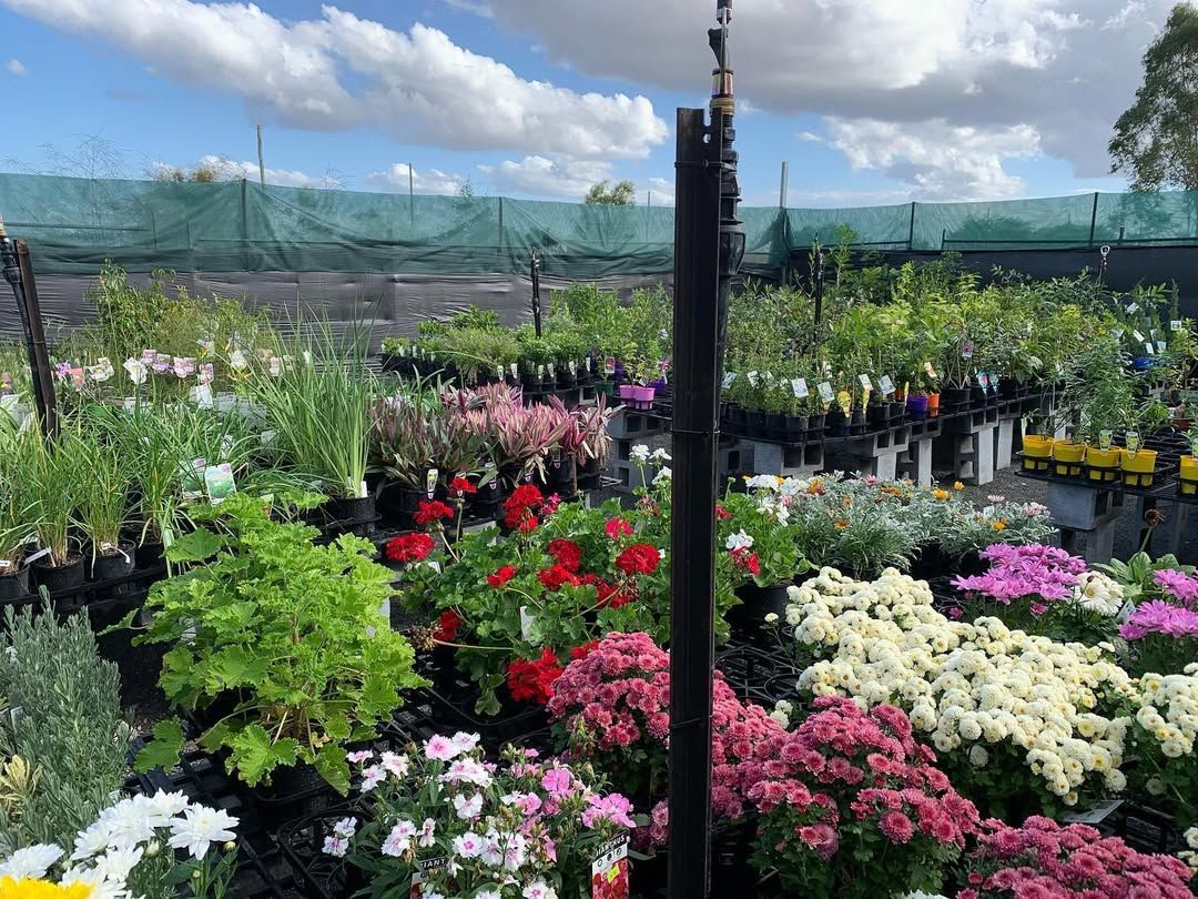 A Vibrant Outdoor Plant Nursery Filled With Rows of Potted Flowers — Sunny Ridge Nursery in Fairy Bower, QLD