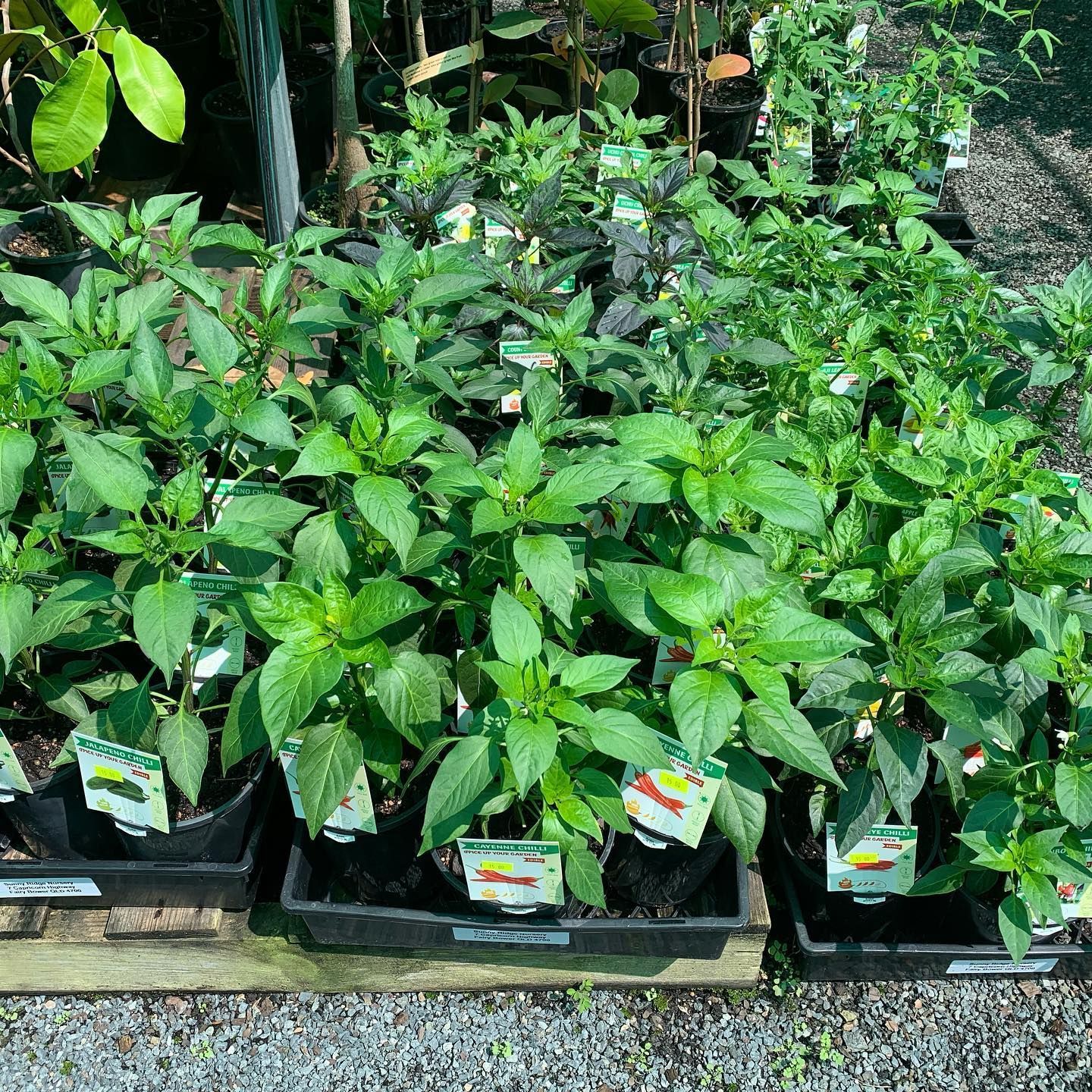 Potted Pepper Plants in Plastic Trays at a Nursery — Sunny Ridge Nursery in Fairy Bower, QLD