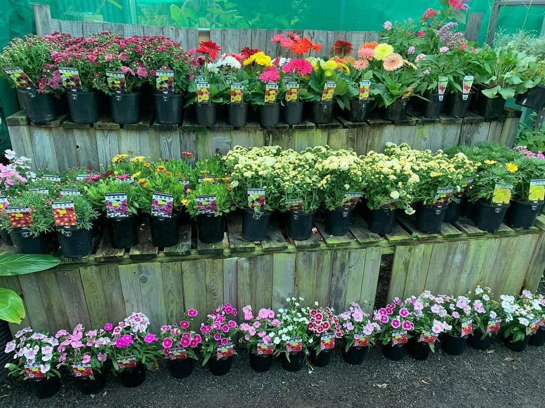 A Three-tiered Wooden Display Stand Holds Rows of Potted Flowering Plants — Sunny Ridge Nursery in Fairy Bower, QLD