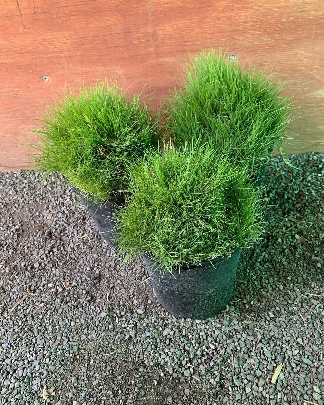Three Small, Spherical, Bright Green Evergreen Shrubs in Black Plastic Pots — Sunny Ridge Nursery in Fairy Bower, QLD