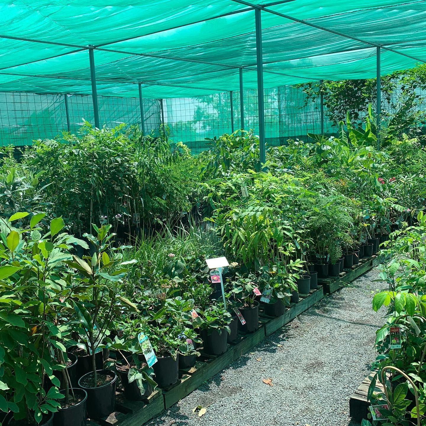 A Greenhouse Nursery With Rows of Green Potted Plants — Sunny Ridge Nursery in Fairy Bower, QLD