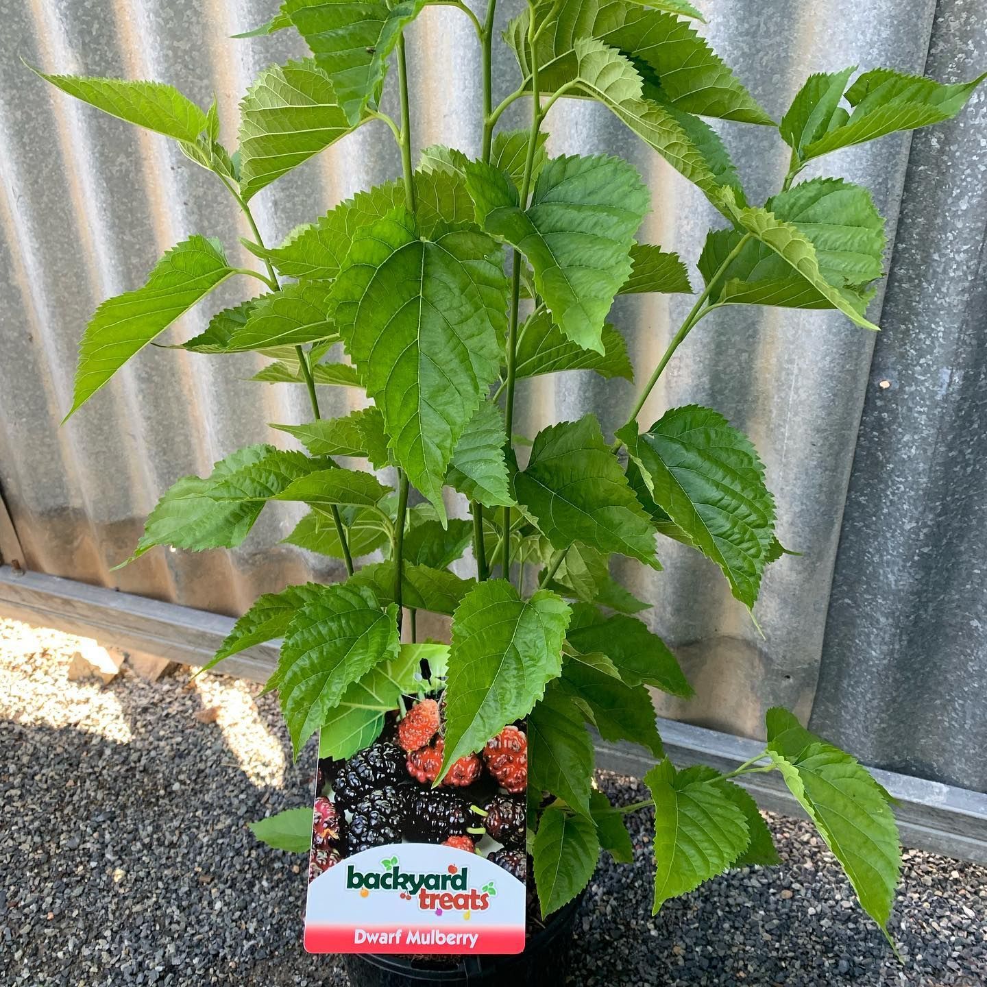 A Potted Dwarf Mulberry Tree With Vibrant Leaves and Ripening Red and Black Berries — Sunny Ridge Nursery in Fairy Bower, QLD