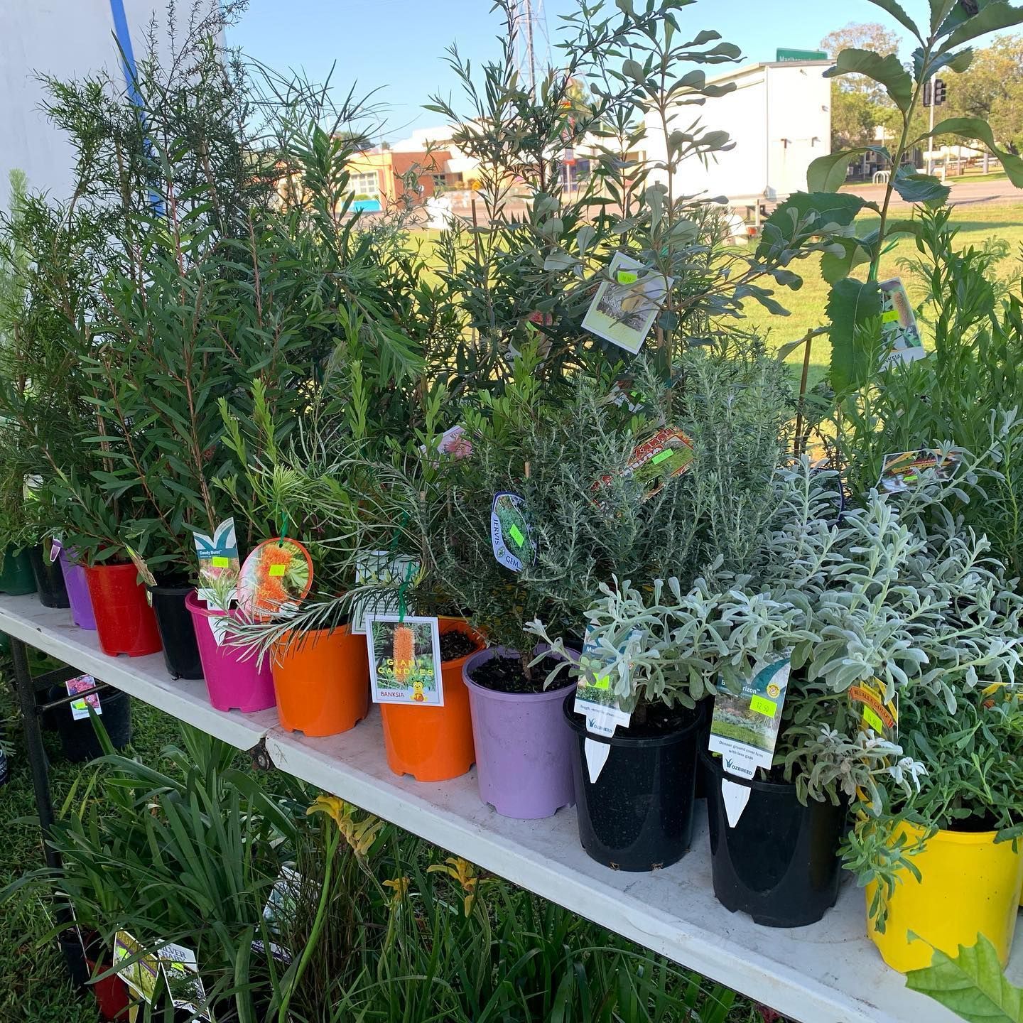 A Row of Potted Green Plants With Colourful Plastic Tags — Sunny Ridge Nursery in Fairy Bower, QLD
